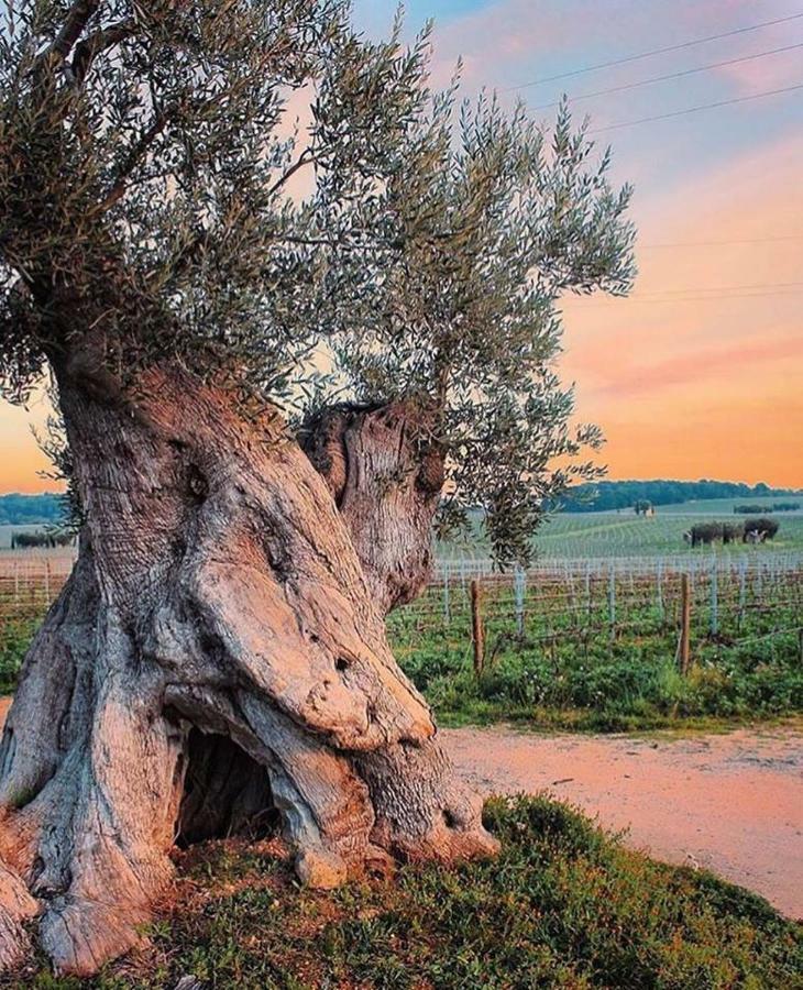 Mansarda Romantica "Il Nido Delle Rondini" Conversano Zewnętrze zdjęcie